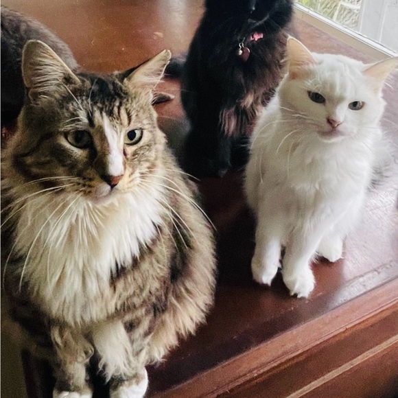 Meet your Posher, Megan and CATS!! Haha cats 🐈⬛ 🐾 🐈 - Picture 3 of 7
